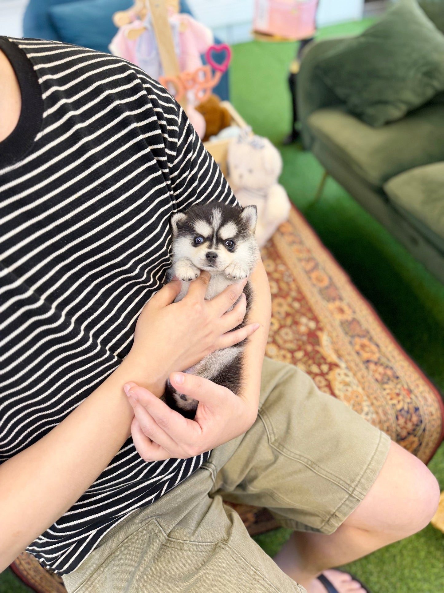 Pomsky - Looda(Female) - Beautiful puppy teacup puppy with adorable features available for adoption from Velydog
