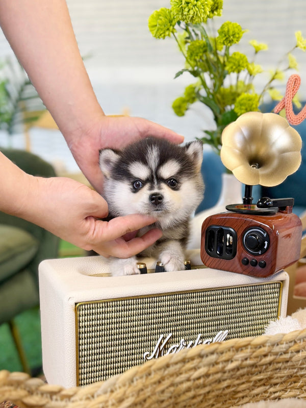 Pomsky - Looda(Female) - Beautiful puppy teacup puppy with adorable features available for adoption from Velydog