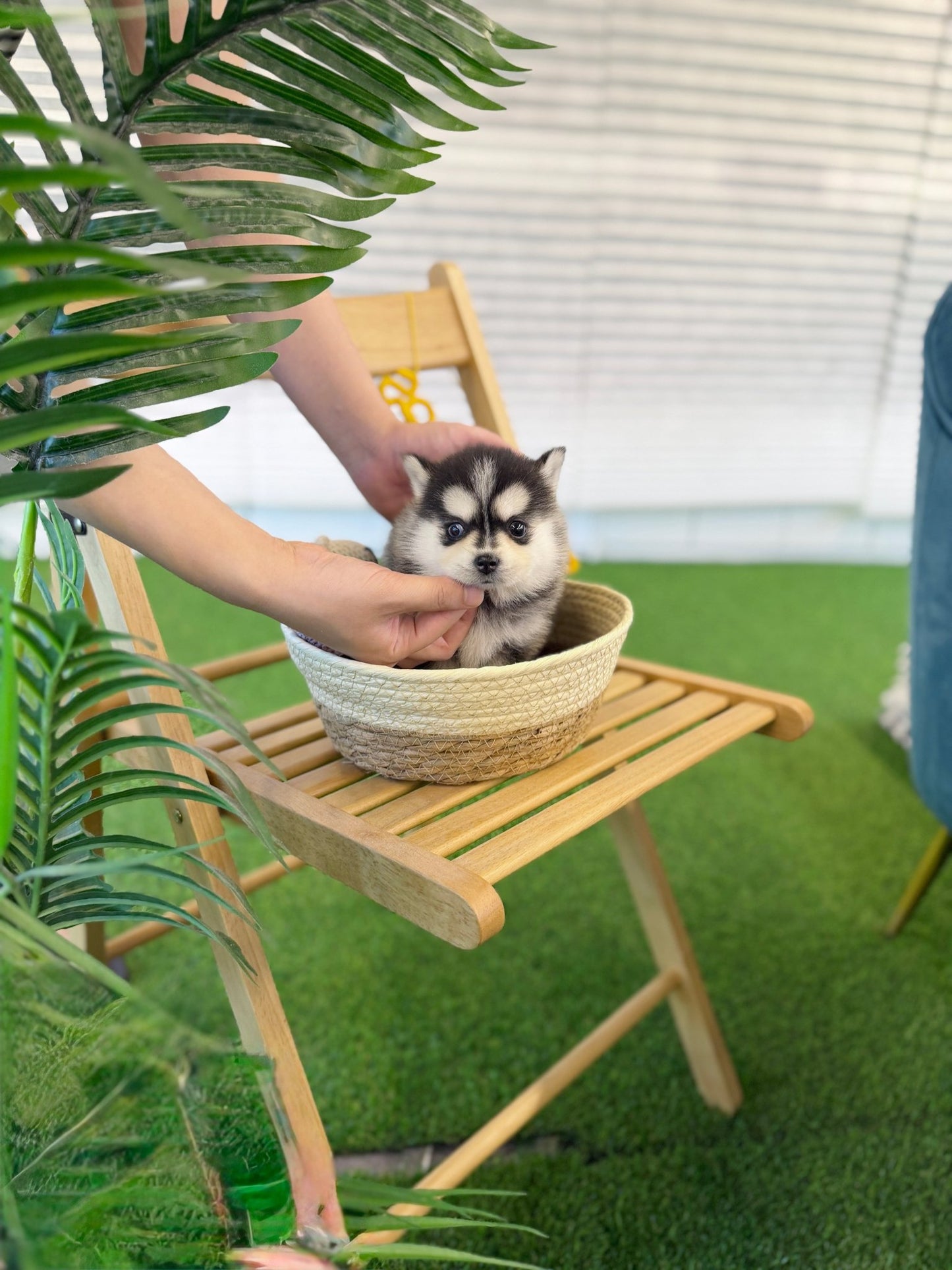 Pomsky - Looda(Female) - Beautiful puppy teacup puppy with adorable features available for adoption from Velydog