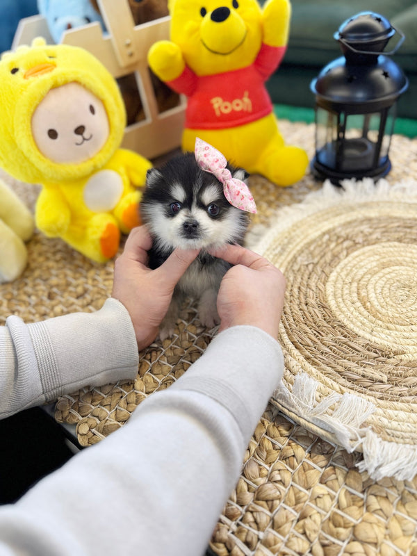 Pomsky - Loopy(Male) - Beautiful puppy teacup puppy with adorable features available for adoption from Velydog