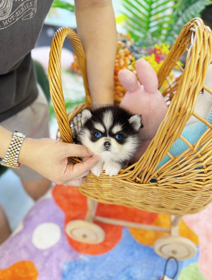 Pomsky - Mambo(Male) - Beautiful puppy teacup puppy with adorable features available for adoption from Velydog