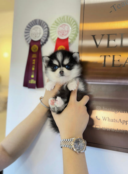 Pomsky - Mambo(Male) - Beautiful puppy teacup puppy with adorable features available for adoption from Velydog