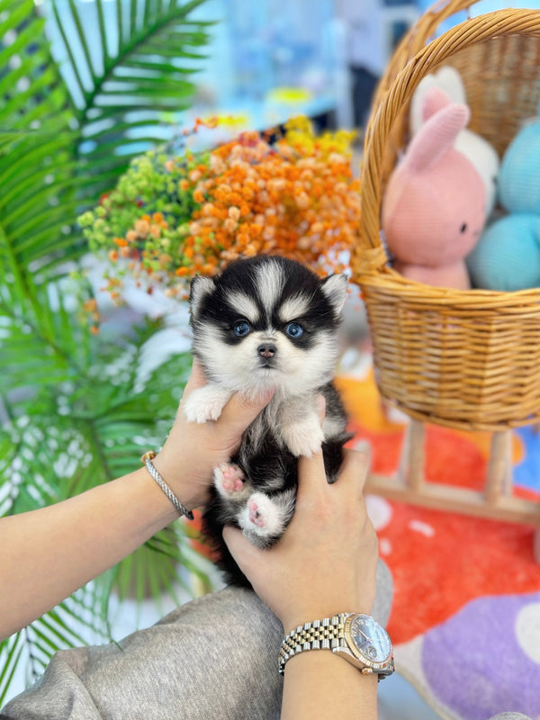 Pomsky - Mambo(Male) - Beautiful puppy teacup puppy with adorable features available for adoption from Velydog