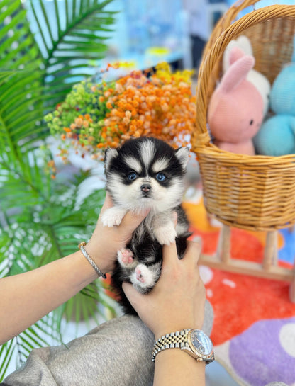 Pomsky - Mambo(Male) - Beautiful puppy teacup puppy with adorable features available for adoption from Velydog