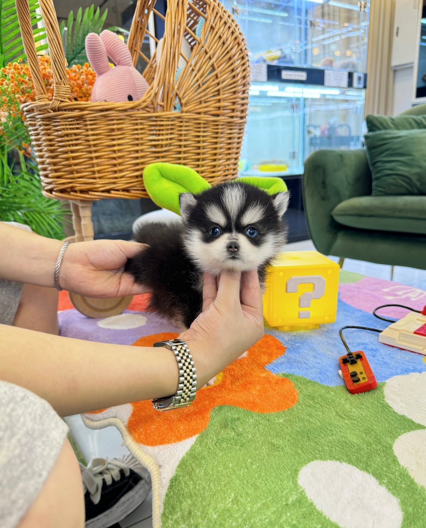 Pomsky - Mambo(Male) - Beautiful puppy teacup puppy with adorable features available for adoption from Velydog