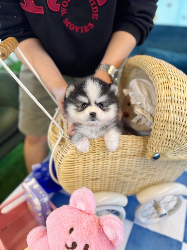 Pomsky - Meilna(Female) - Beautiful puppy teacup puppy with adorable features available for adoption from Velydog