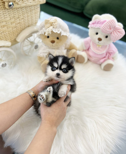 Pomsky - Oreo(Male) - Beautiful puppy teacup puppy with adorable features available for adoption from Velydog