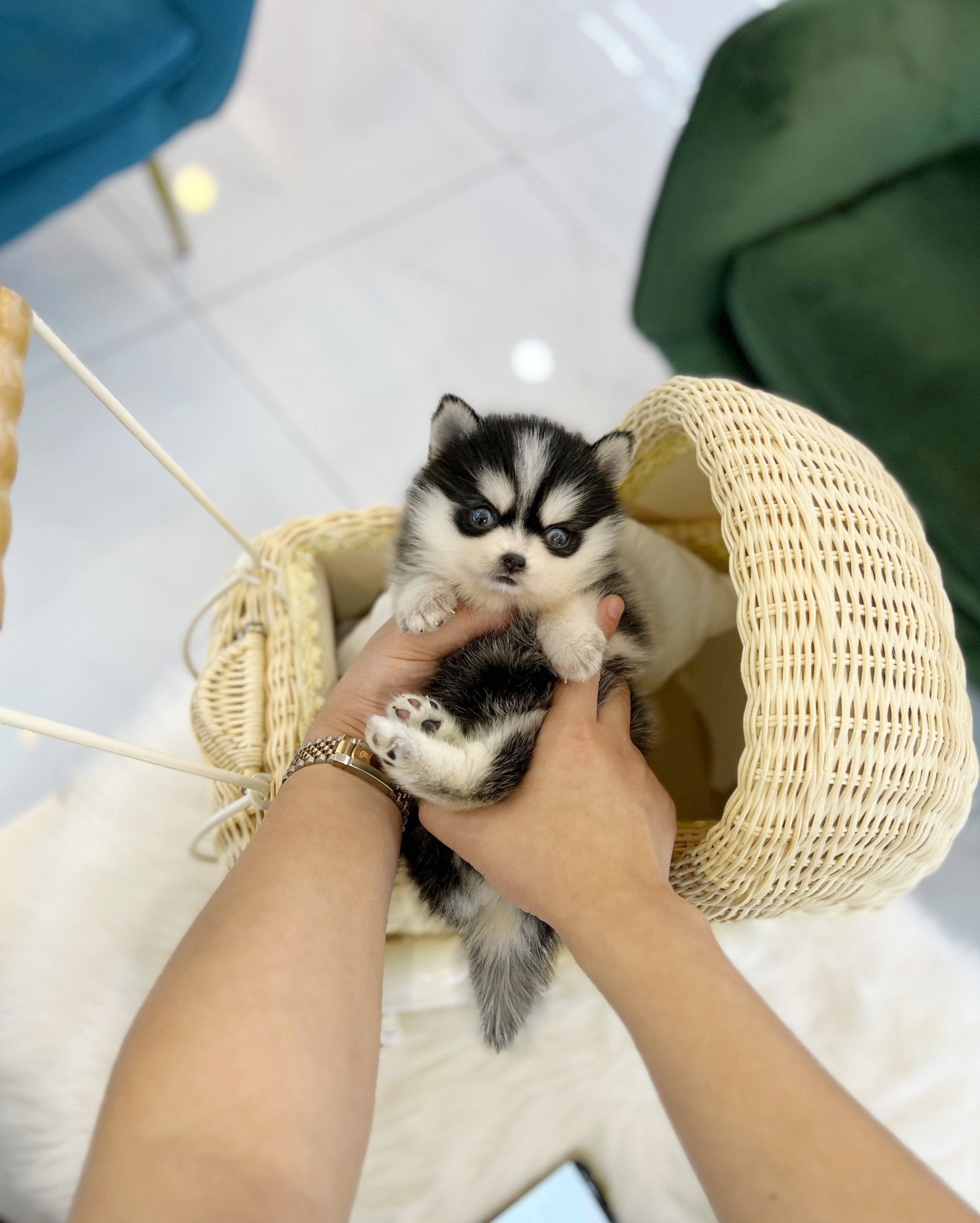 Pomsky - Oreo(Male) - Beautiful puppy teacup puppy with adorable features available for adoption from Velydog