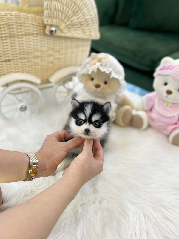 Pomsky - Oreo(Male) - Beautiful puppy teacup puppy with adorable features available for adoption from Velydog