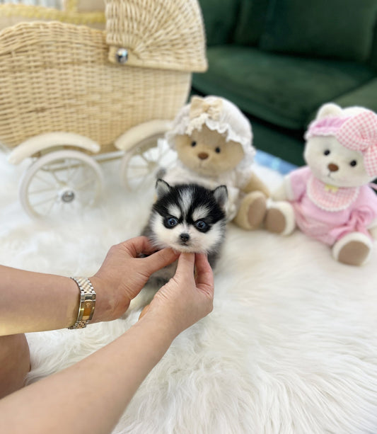 Pomsky - Oreo(Male) - Beautiful puppy teacup puppy with adorable features available for adoption from Velydog