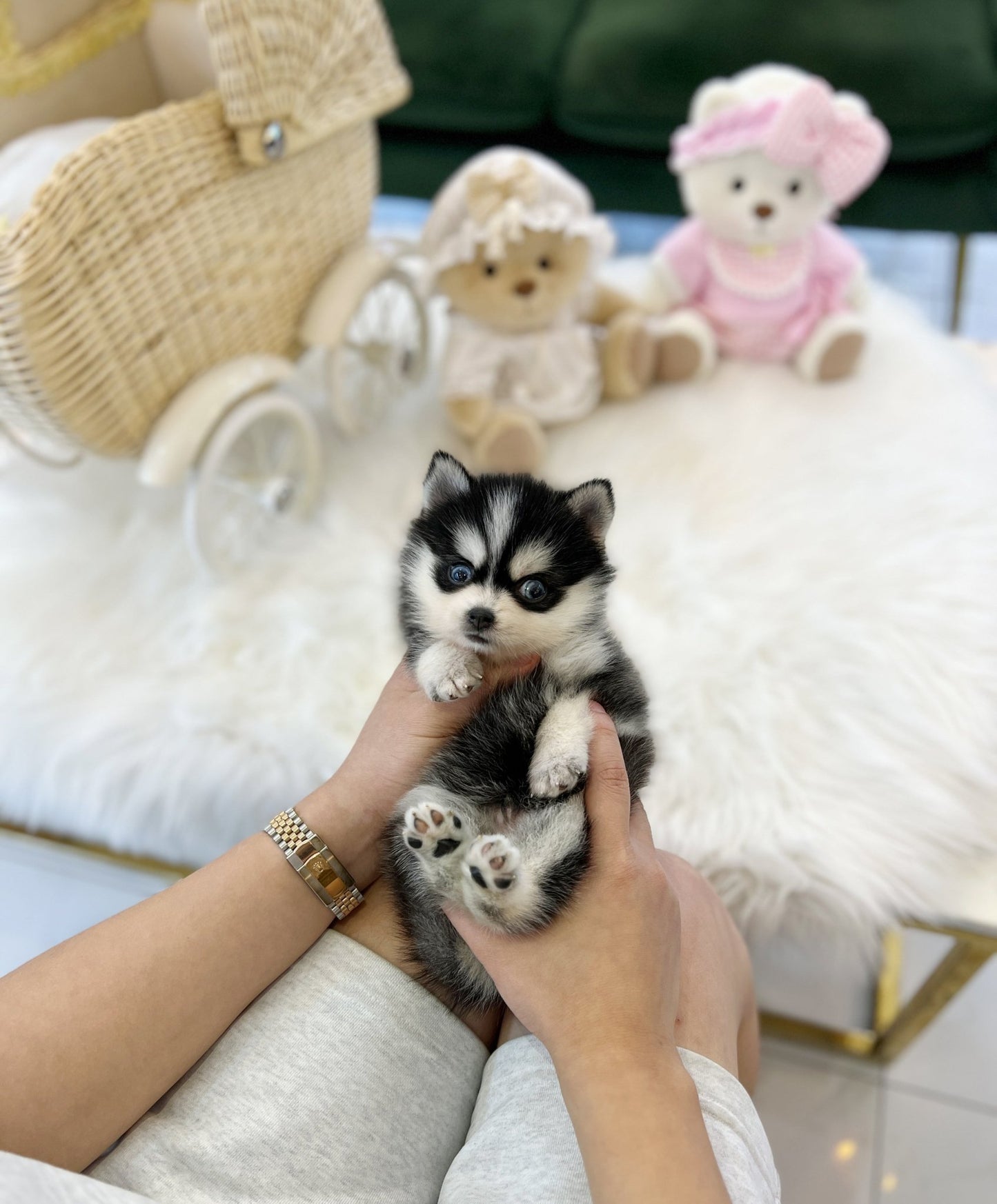 Pomsky - Oreo(Male) - Beautiful puppy teacup puppy with adorable features available for adoption from Velydog