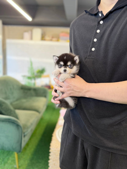 Pomsky - Oscar(Female) - Beautiful puppy teacup puppy with adorable features available for adoption from Velydog