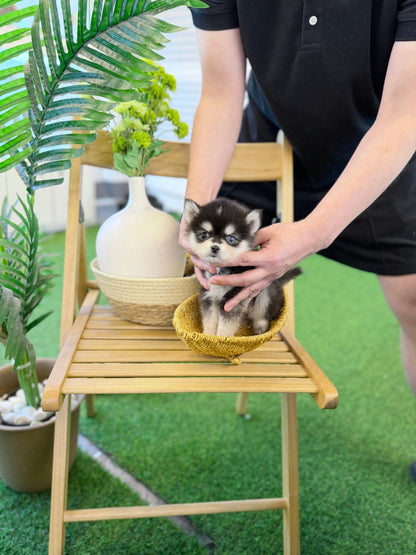 Pomsky - Oscar(Female) - Beautiful puppy teacup puppy with adorable features available for adoption from Velydog