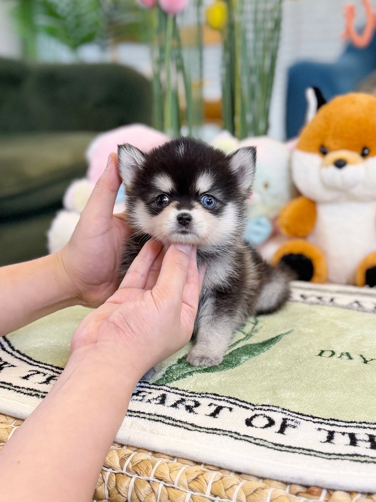 Pomsky - Oscar(Female) - Beautiful puppy teacup puppy with adorable features available for adoption from Velydog