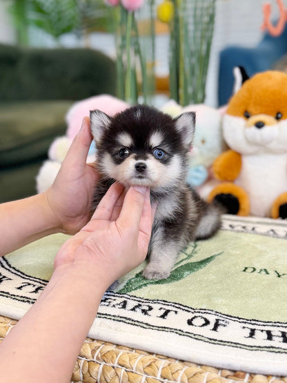 Pomsky - Oscar(Female) - Beautiful puppy teacup puppy with adorable features available for adoption from Velydog