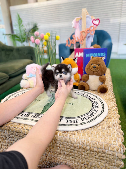 Pomsky - Oscar(Female) - Beautiful puppy teacup puppy with adorable features available for adoption from Velydog