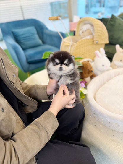 Pomsky - Pink(Female) - Beautiful puppy teacup puppy with adorable features available for adoption from Velydog