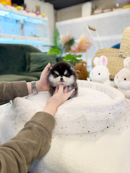 Pomsky - Pink(Female) - Beautiful puppy teacup puppy with adorable features available for adoption from Velydog