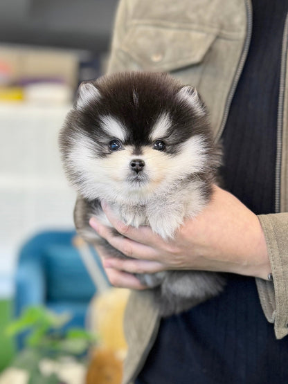 Pomsky - Pink(Female) - Beautiful puppy teacup puppy with adorable features available for adoption from Velydog