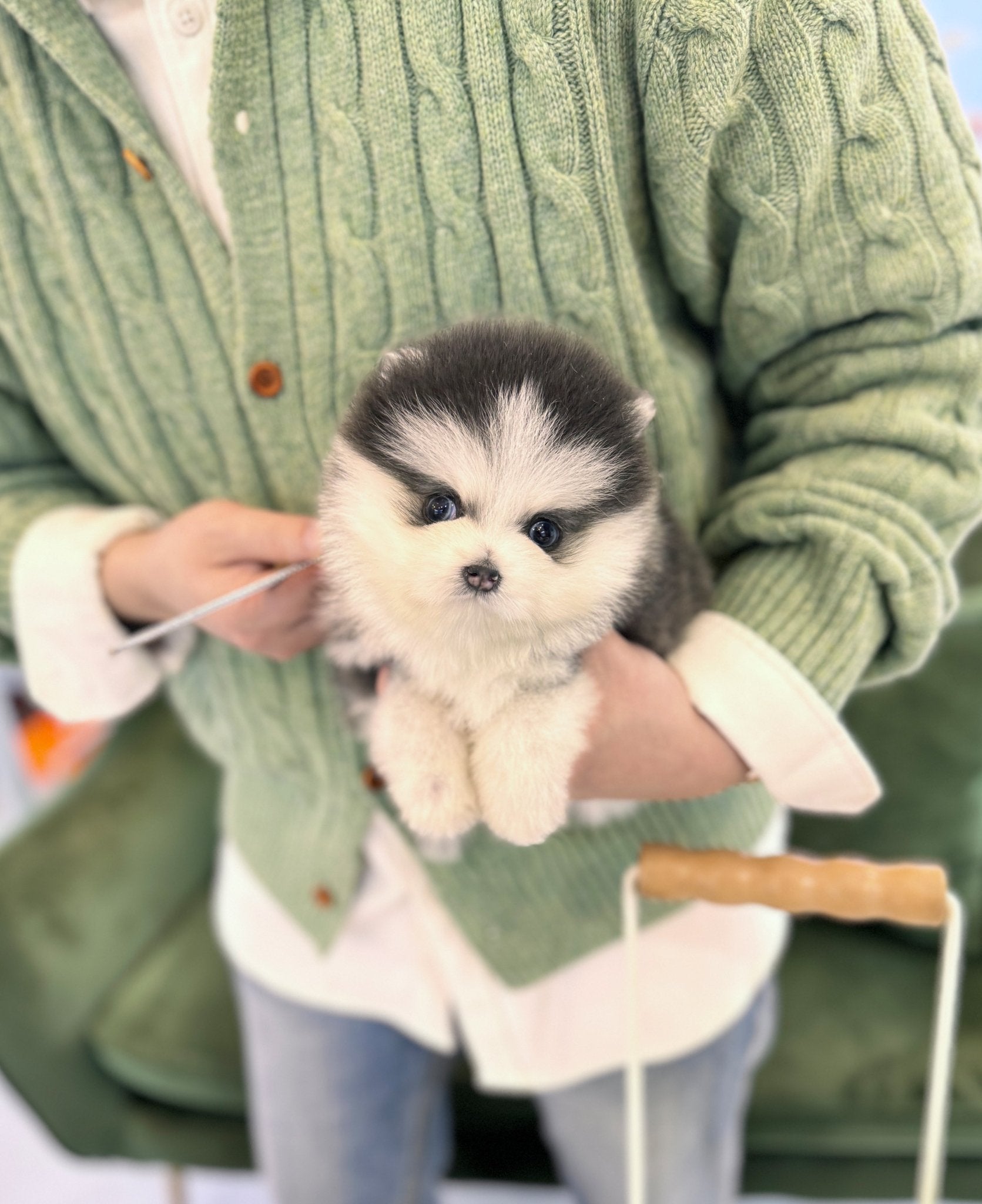 Pomsky - Pomba(Male) - Beautiful puppy teacup puppy with adorable features available for adoption from Velydog