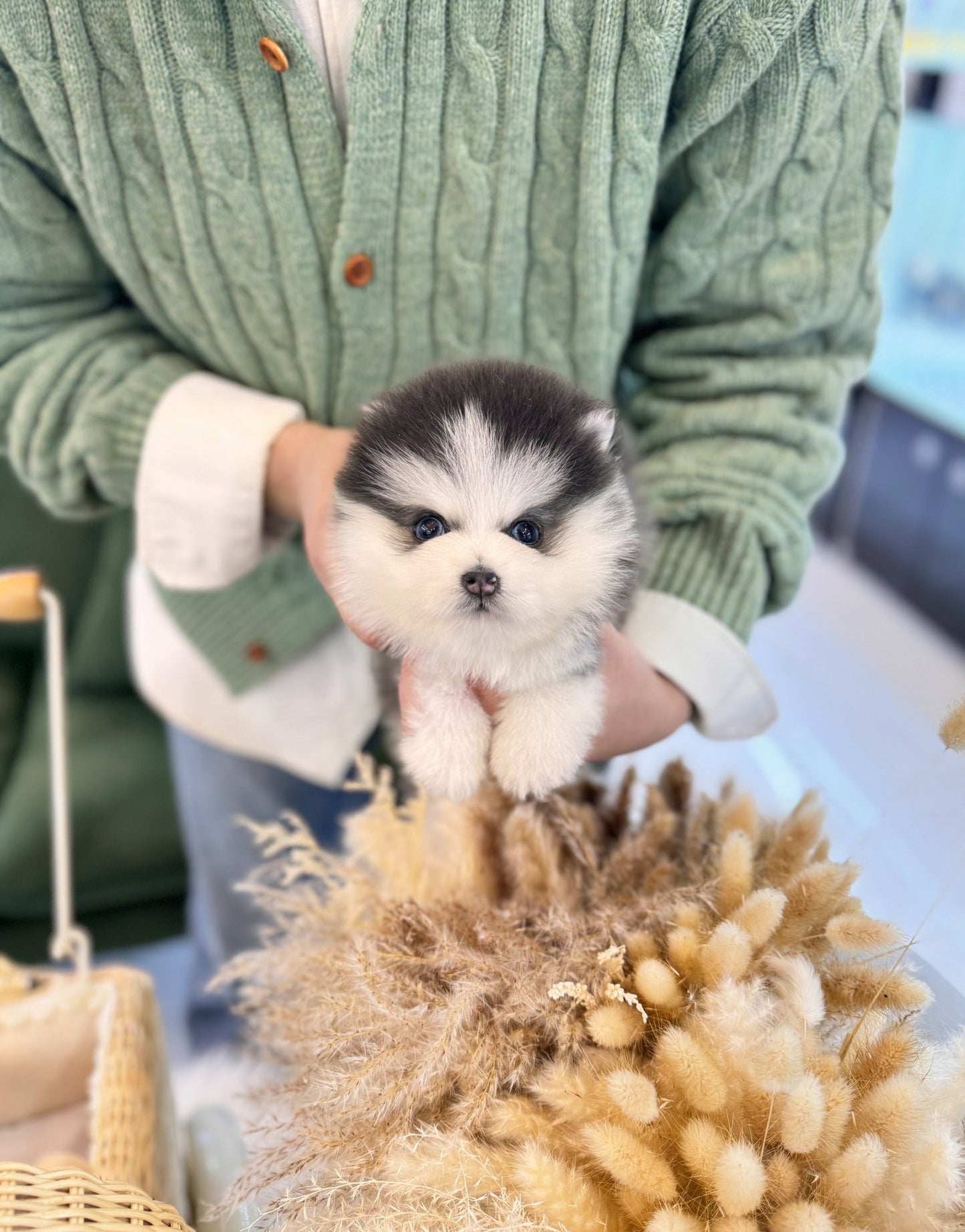 Pomsky - Pomba(Male) - Beautiful puppy teacup puppy with adorable features available for adoption from Velydog