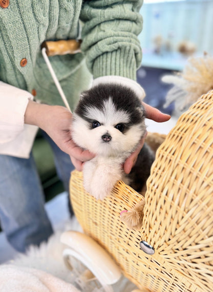 Pomsky - Pomba(Male) - Beautiful puppy teacup puppy with adorable features available for adoption from Velydog