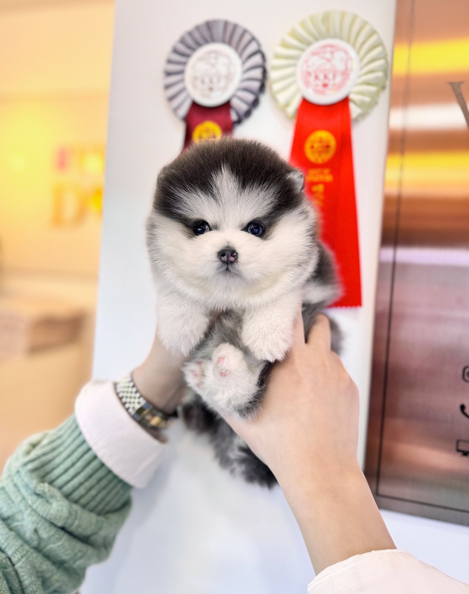 Pomsky - Pomba(Male) - Beautiful puppy teacup puppy with adorable features available for adoption from Velydog