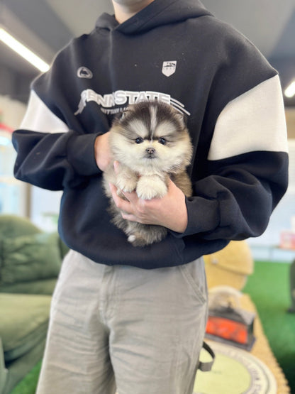 Pomsky - Prophy(Male) - Beautiful puppy teacup puppy with adorable features available for adoption from Velydog
