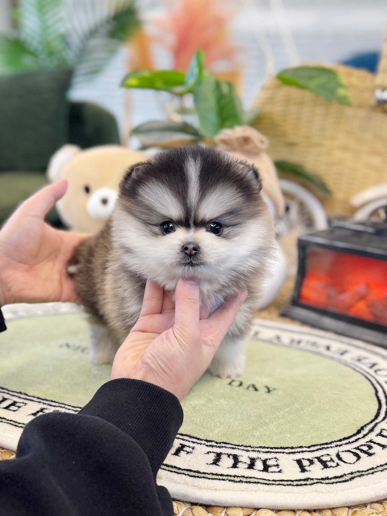 Pomsky - Prophy(Male) - Beautiful puppy teacup puppy with adorable features available for adoption from Velydog