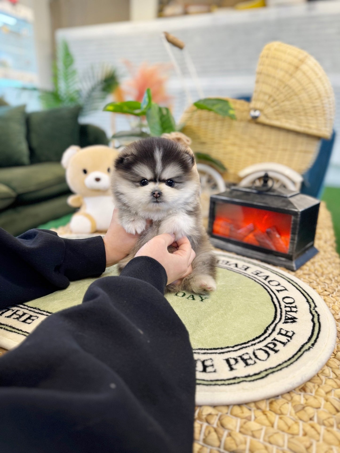 Pomsky - Prophy(Male) - Beautiful puppy teacup puppy with adorable features available for adoption from Velydog