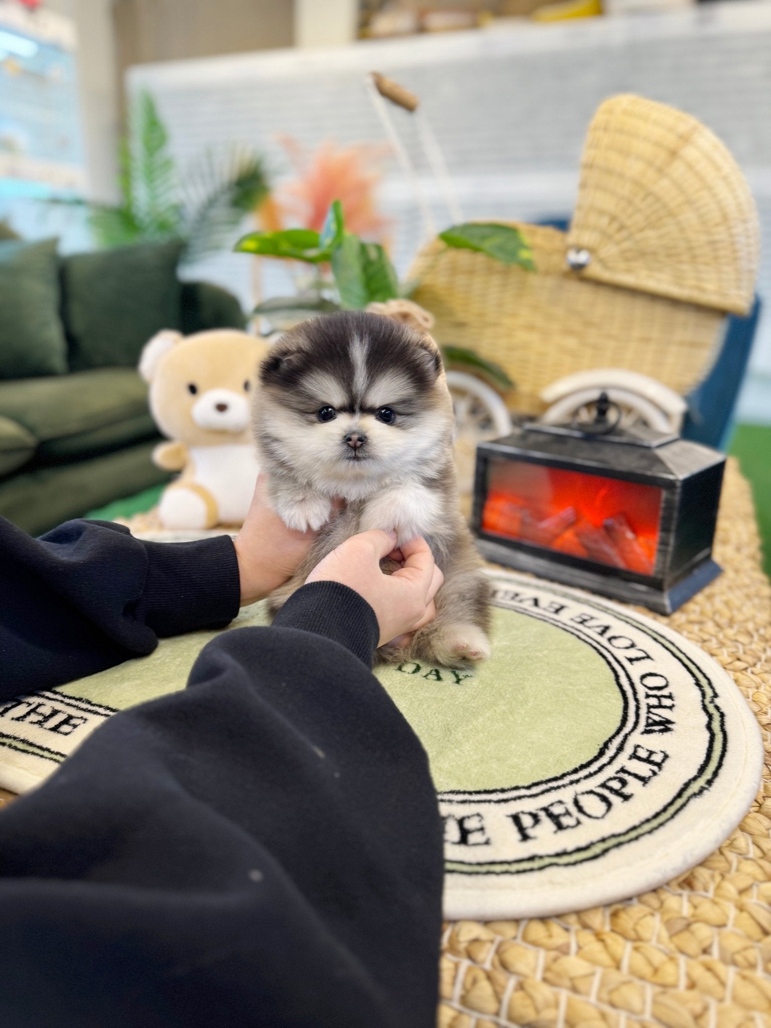 Pomsky - Prophy(Male) - Beautiful puppy teacup puppy with adorable features available for adoption from Velydog
