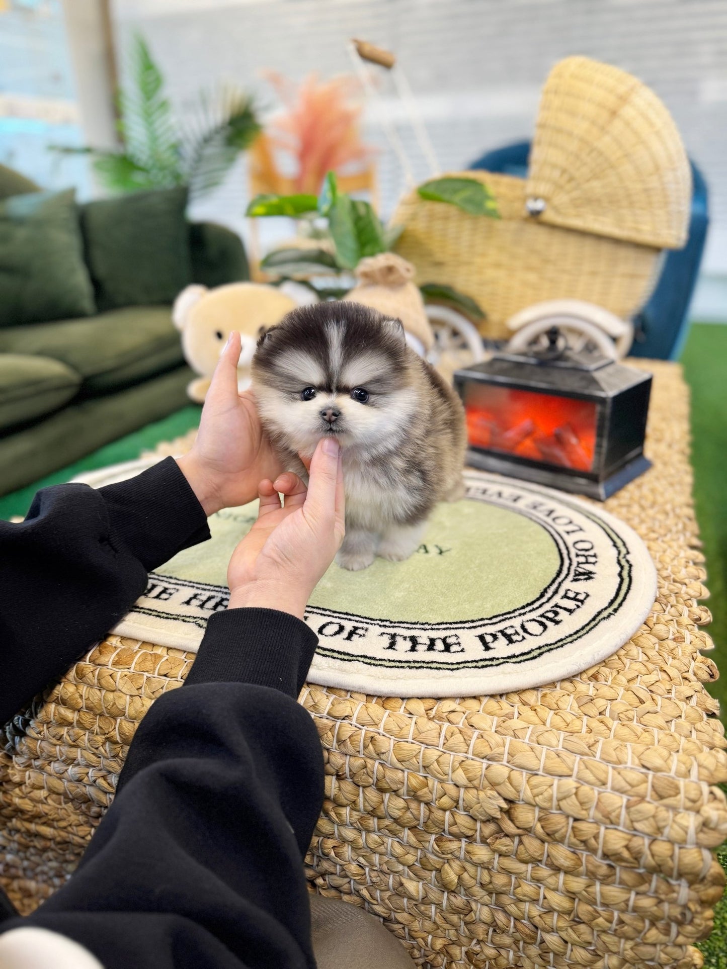 Pomsky - Prophy(Male) - Beautiful puppy teacup puppy with adorable features available for adoption from Velydog