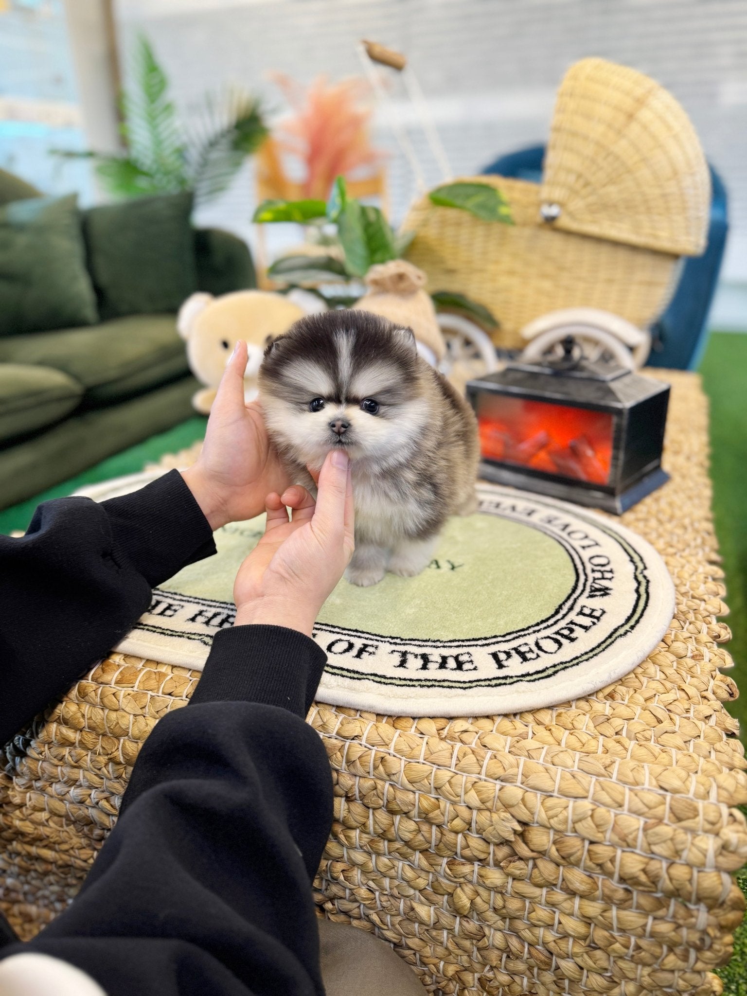 Pomsky - Prophy(Male) - Beautiful puppy teacup puppy with adorable features available for adoption from Velydog