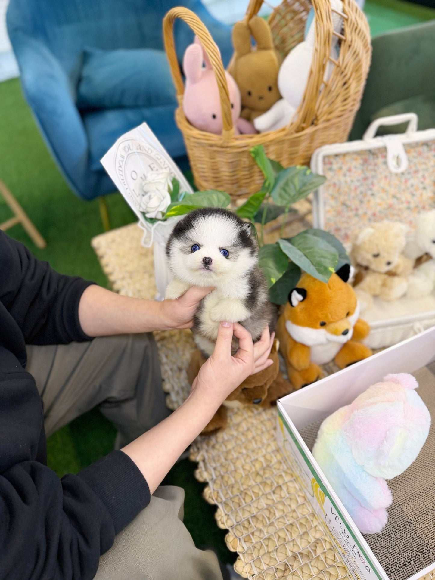 Pomsky - Puffy(Male) - Beautiful puppy teacup puppy with adorable features available for adoption from Velydog