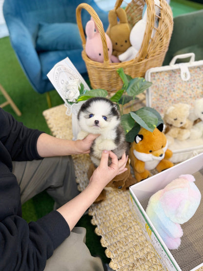 Pomsky - Puffy(Male) - Beautiful puppy teacup puppy with adorable features available for adoption from Velydog