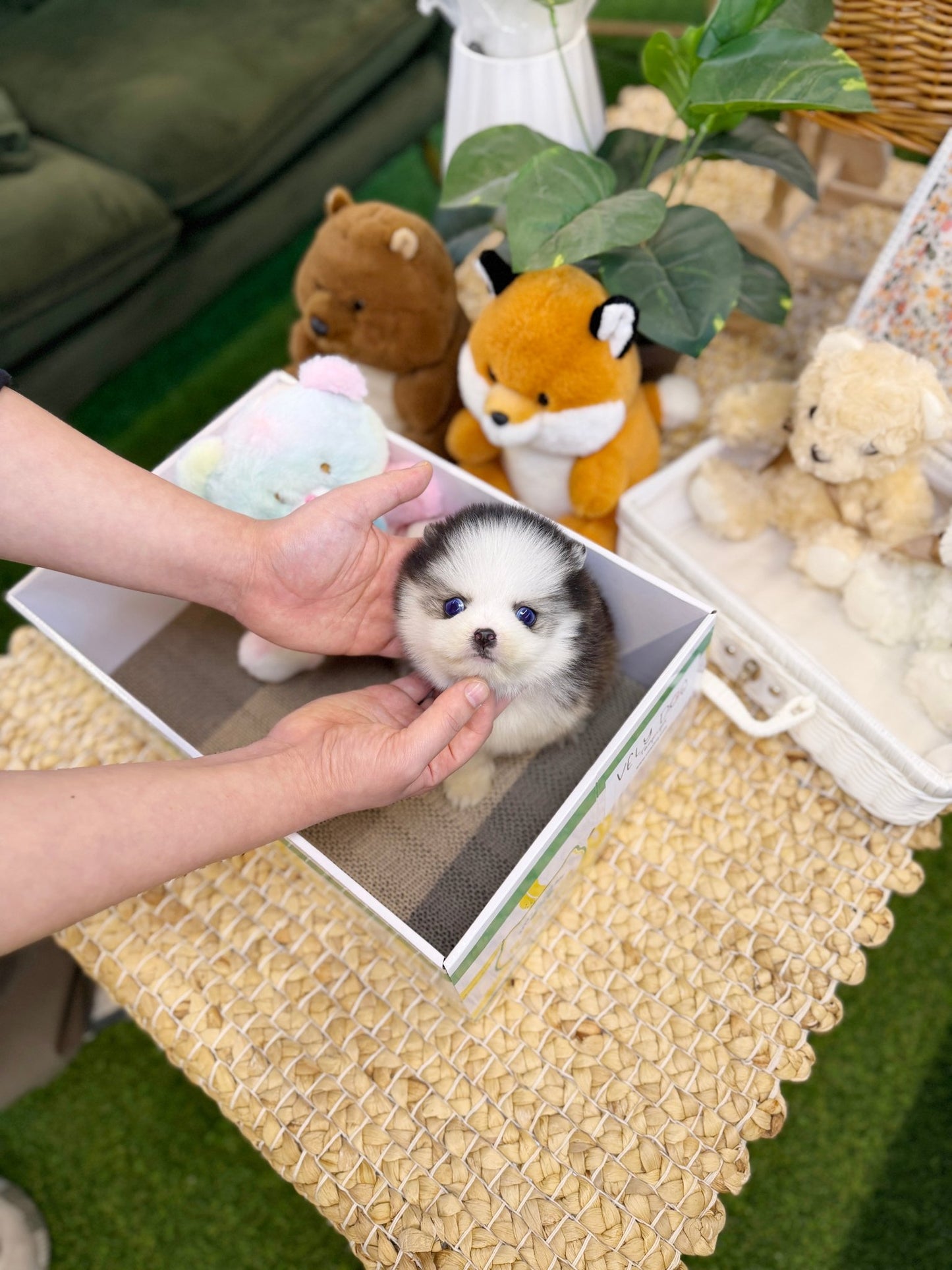 Pomsky - Puffy(Male) - Beautiful puppy teacup puppy with adorable features available for adoption from Velydog