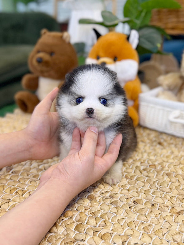 Pomsky - Puffy(Male) - Beautiful puppy teacup puppy with adorable features available for adoption from Velydog