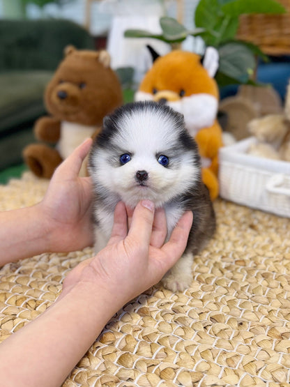 Pomsky - Puffy(Male) - Beautiful puppy teacup puppy with adorable features available for adoption from Velydog