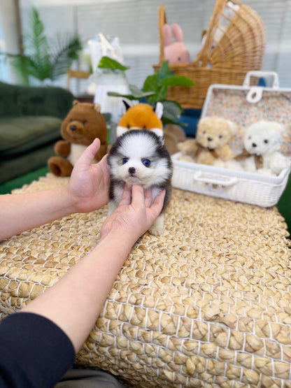 Pomsky - Puffy(Male) - Beautiful puppy teacup puppy with adorable features available for adoption from Velydog
