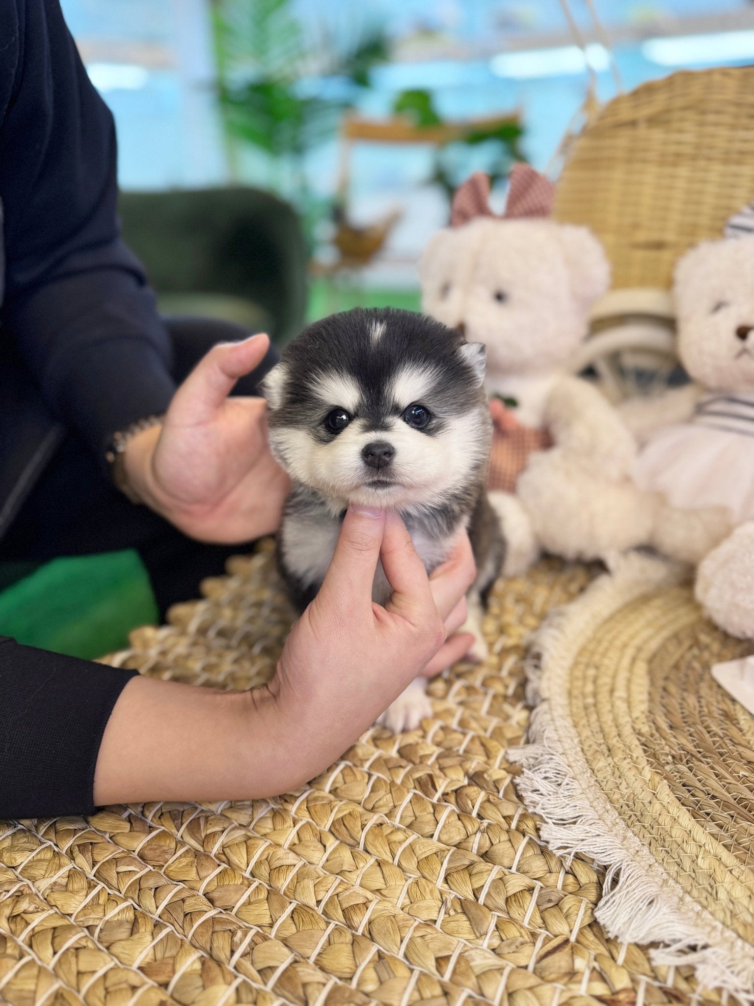 Pomsky - Roma(Male) - Beautiful puppy teacup puppy with adorable features available for adoption from Velydog