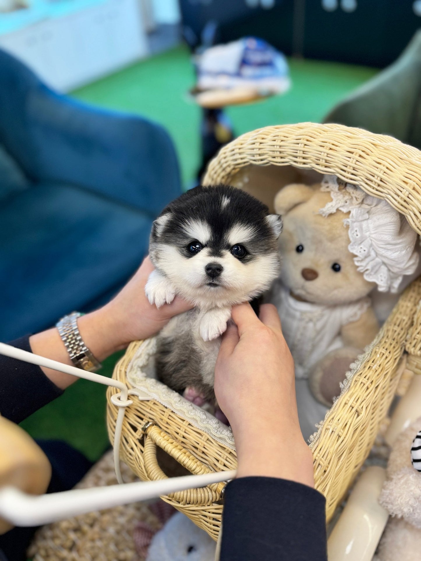 Pomsky - Roma(Male) - Beautiful puppy teacup puppy with adorable features available for adoption from Velydog