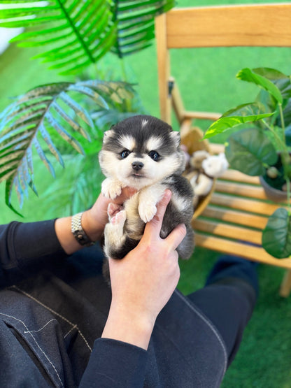 Pomsky - Roma(Male) - Beautiful puppy teacup puppy with adorable features available for adoption from Velydog