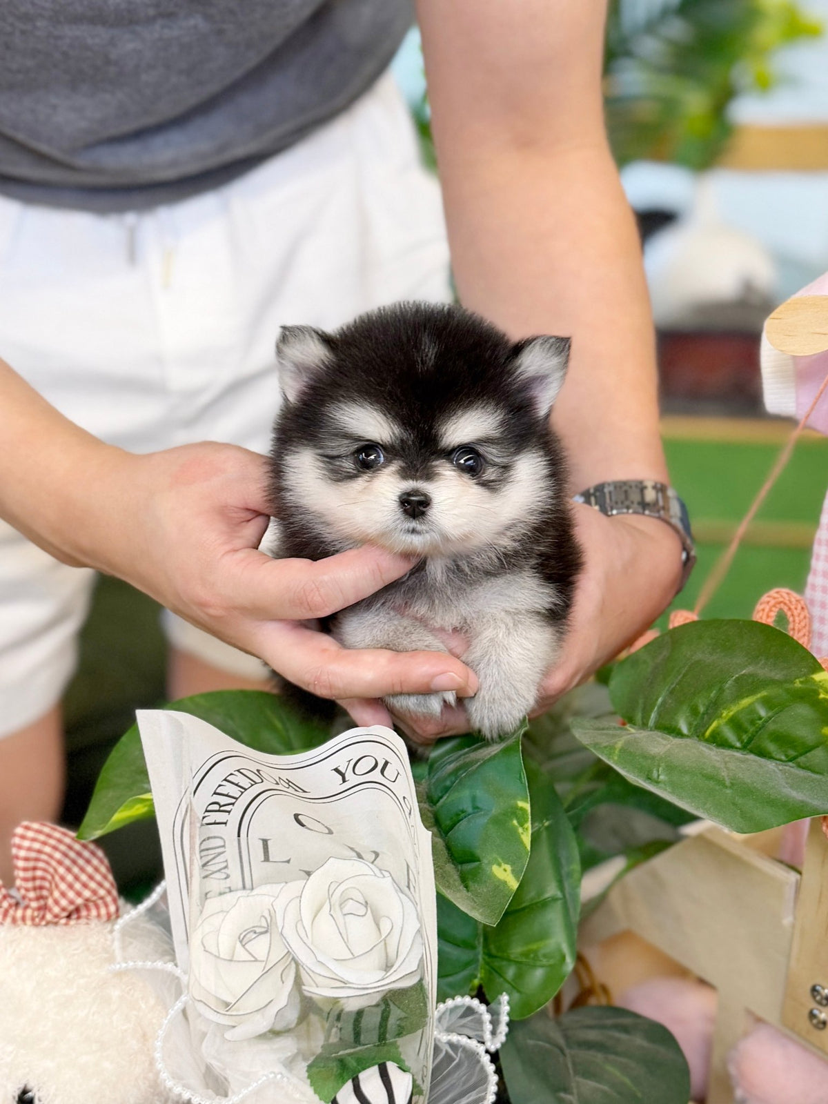 Pomsky - Romeo(Male) - Beautiful puppy teacup puppy with adorable features available for adoption from Velydog