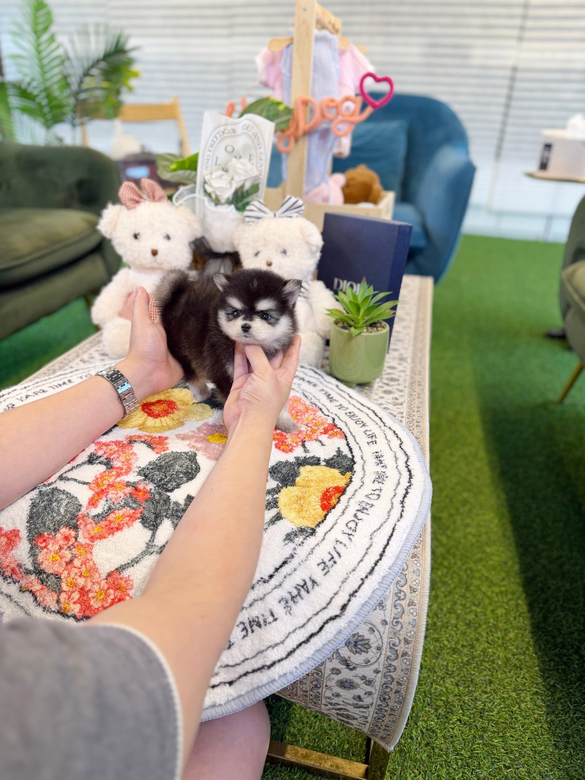 Pomsky - Romeo(Male) - Beautiful puppy teacup puppy with adorable features available for adoption from Velydog
