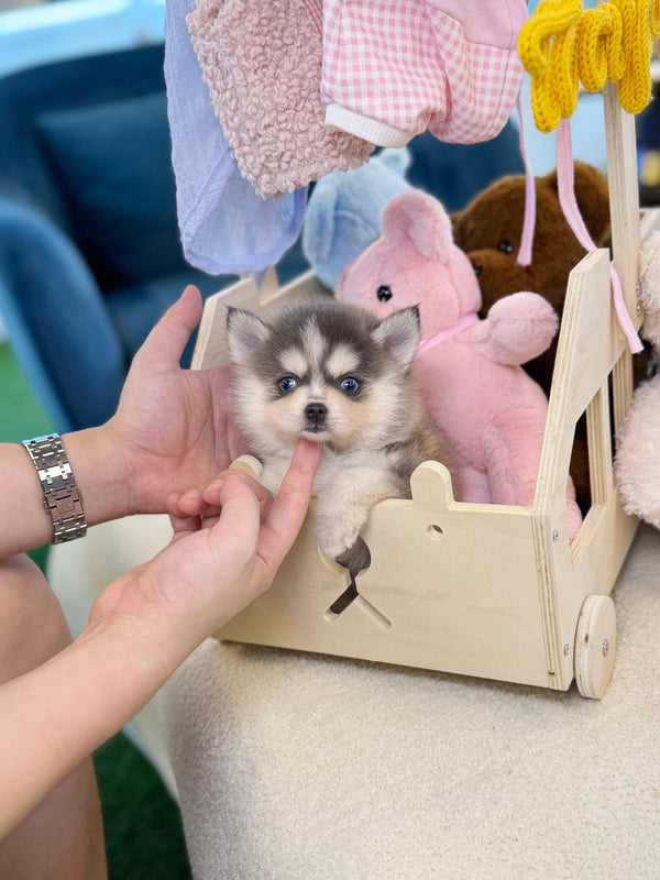 Pomsky - Roopa(Male) - Beautiful puppy teacup puppy with adorable features available for adoption from Velydog