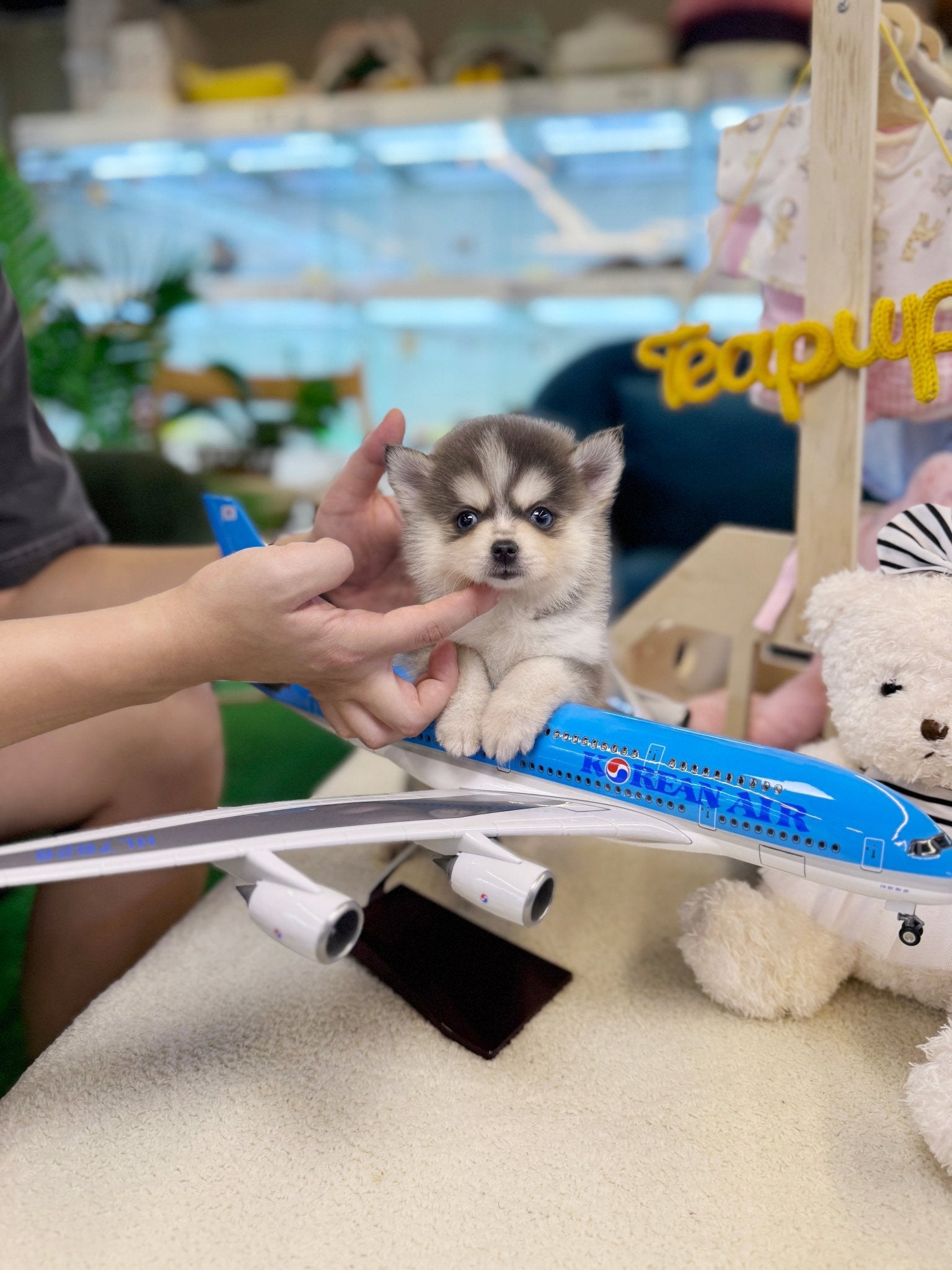 Pomsky - Roopa(Male) - Beautiful puppy teacup puppy with adorable features available for adoption from Velydog