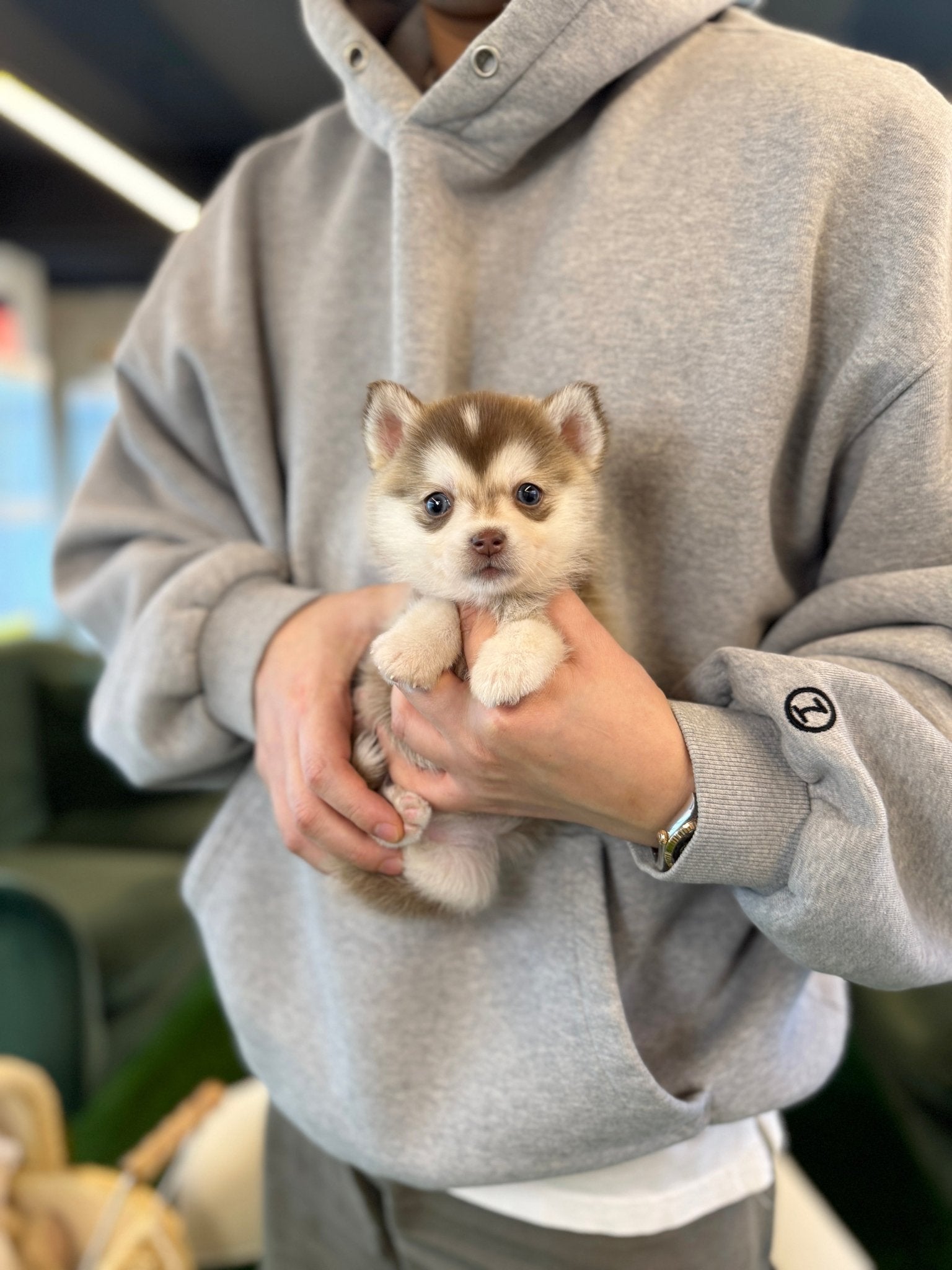 Pomsky - Tatamo(Female) - Beautiful puppy teacup puppy with adorable features available for adoption from Velydog