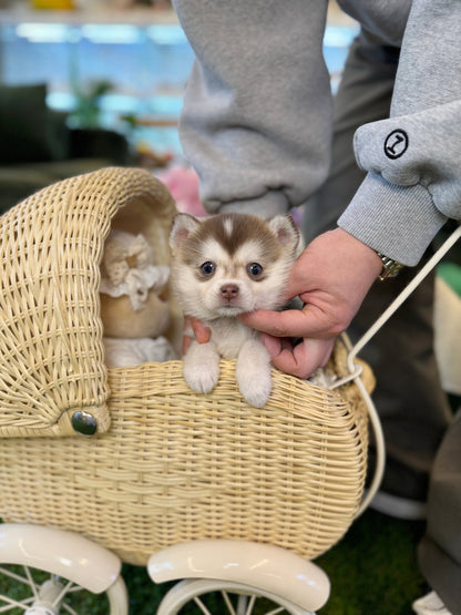 Pomsky - Tatamo(Female) - Beautiful puppy teacup puppy with adorable features available for adoption from Velydog