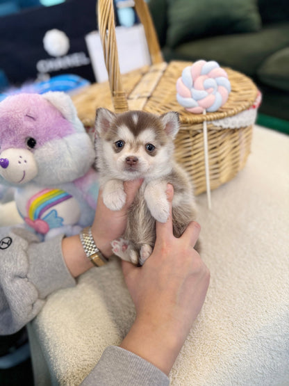 Pomsky - Tatamo(Female) - Beautiful puppy teacup puppy with adorable features available for adoption from Velydog