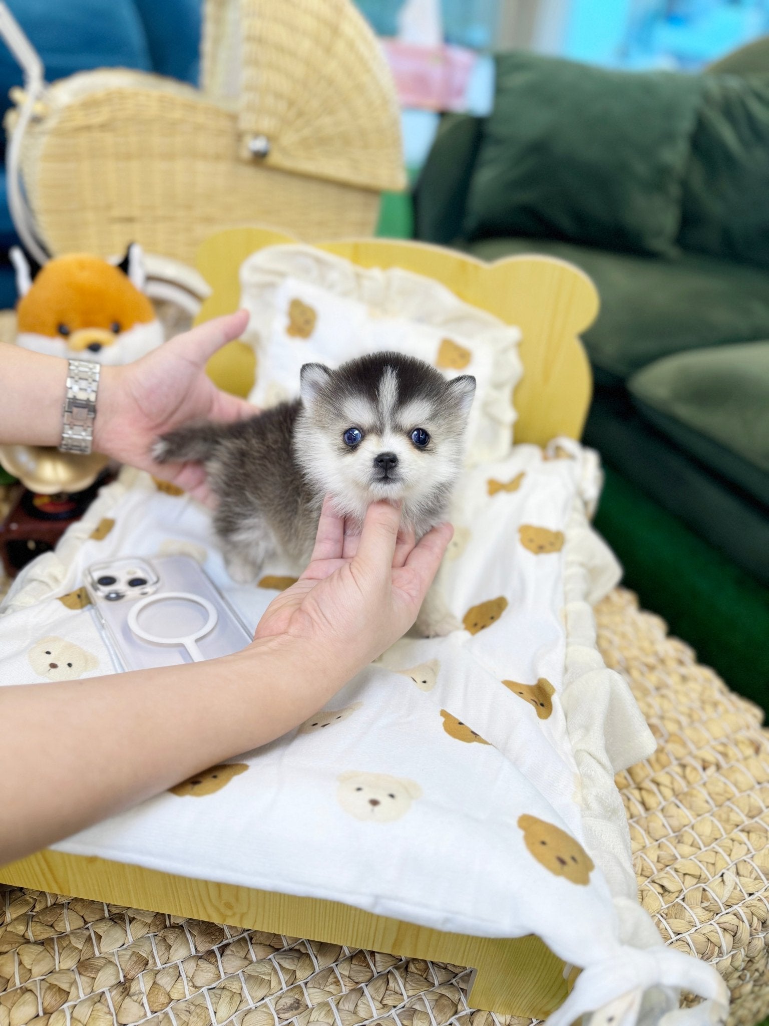Pomsky - Wiwi(Female) - Beautiful puppy teacup puppy with adorable features available for adoption from Velydog